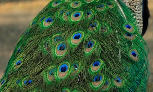 Why are male peacock feathers more colorful