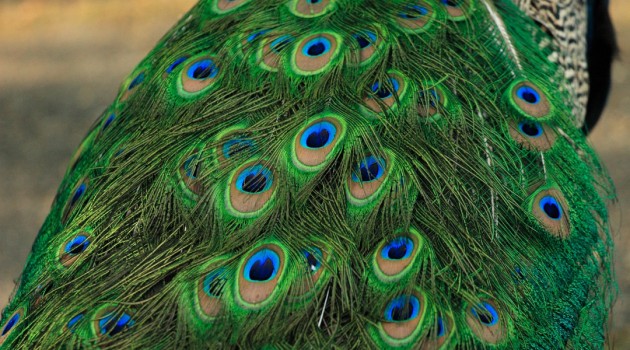 Why are male peacock feathers more colorful