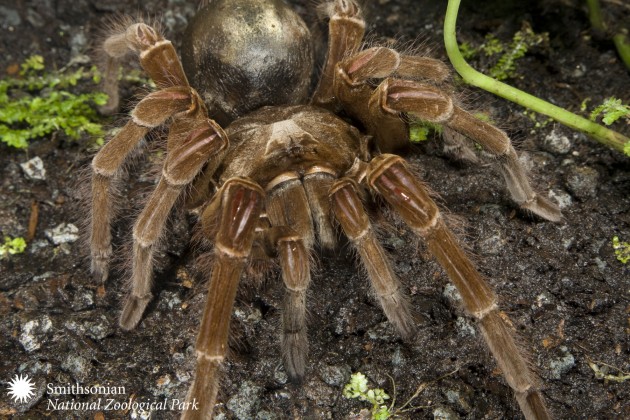 Goliath bird-eating tarantula (Photo by: Meghan Murphy, Smithsonian's National Zoo)
