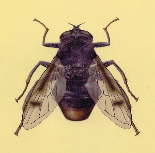 "Sericomyia khamensis," a newly discovered flower fly from China