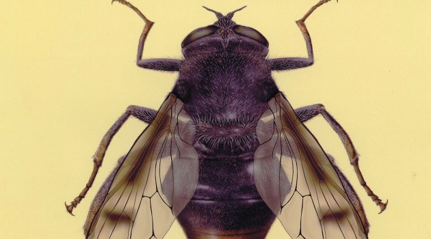 New species of poppy pollinating fly discovered in China