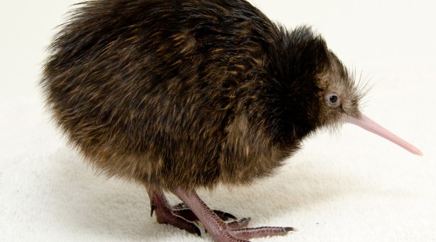 Meet a Kiwi at the National Zoo