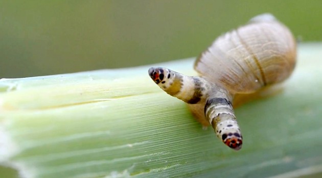 Snail infected by Leucochloridium parasite.  (Still from video by: Gilles San Martin via Wikimedia)