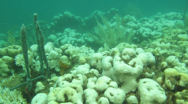 Study: Bleaching events impair long-term coral reproduction