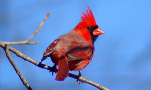 Cardinal (Flickr photo by Jen Goellnitz)