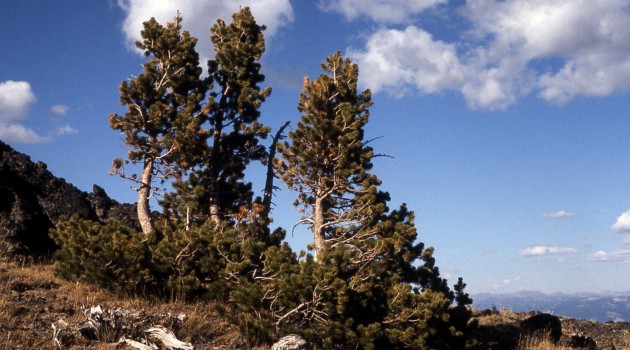 Mass Extinction: Life at the brink