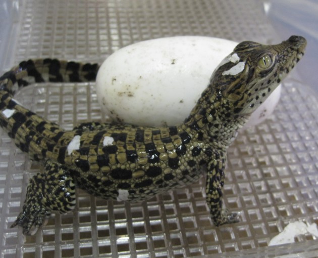 High hopes for 60 year-old crocodile to become mother again