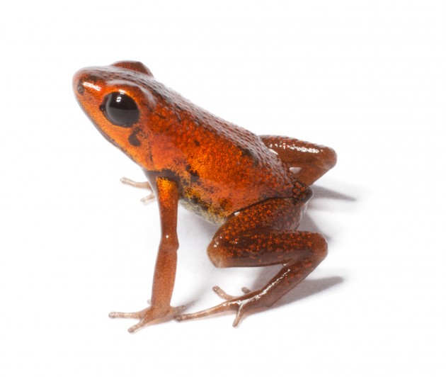 Andinobates geminisae (Photo: Brian Gratwicke)