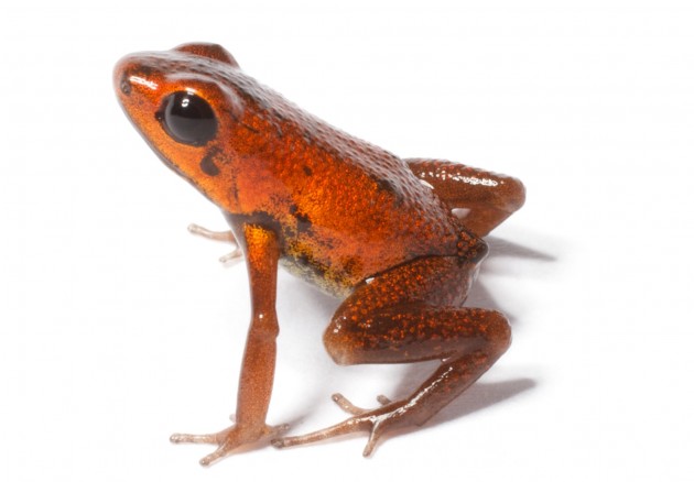 "Andinobates geminisae" (Photo: Brian Gratwicke)