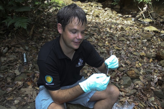 Brian Gratwicke swabs a frog in the field to test it for the deadly chytrid fungus. (Photo courtesy Brian Gratwicke)