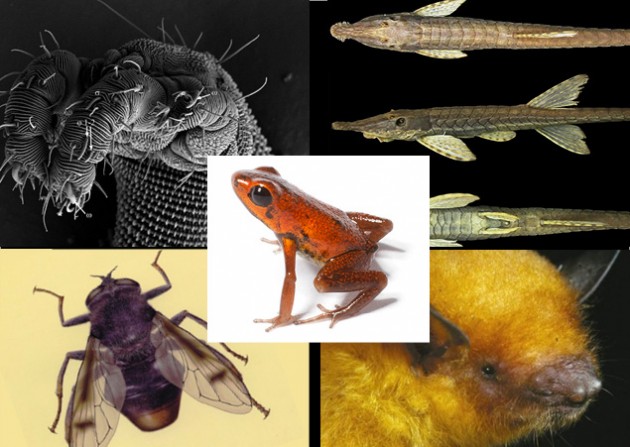 Facinating new species FINAL