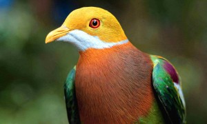 Ornate Fruit-Dove (Photo: Bruce Beehler)