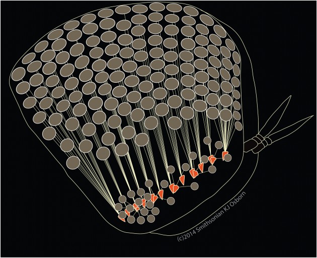 Illustration of Paraphronima’s eye from the side showing the arrangement of facets, light guides, and retinas. Each gray circle represents a light gathering facet attached to one of the orange retinas by fiber optic-like guide tissue. (Image by Karen Osborn)  