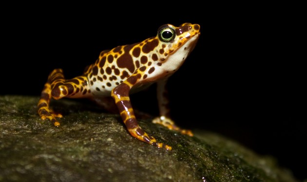 "Atelopus certus," lives Cerro Sapo (or Toad Mountain) in the Darien Region of eastern Panama, and is one of the most strikingly colored or all harlequin frogs. (Photo by Brian Gratwicke)