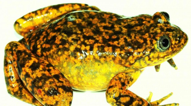 "Telmatobius ventriflavum," a new water frog from the Pacific slopes of the Andes in central Peru.