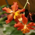 oncidium hybrid