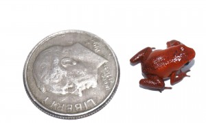 The first "Andinobates geminisae" froglet to hatch in captivity. (Photos by Jorge Guerrel/Smithsonian Tropical Research Institute)