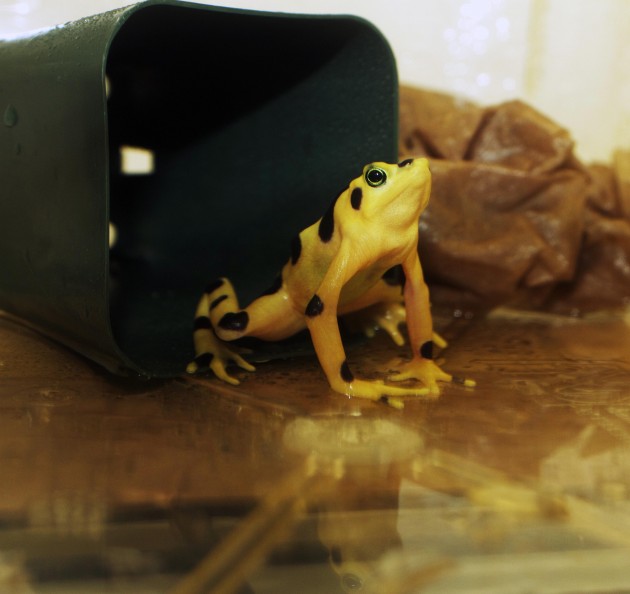 One of the Panamanian Golden Frogs involved in the study. (Photo by Brian Gratwicke)